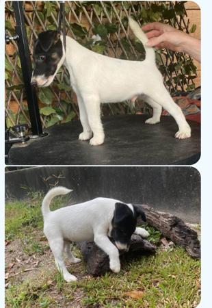Fox Terrier (Smooth) for sale by TAMARD