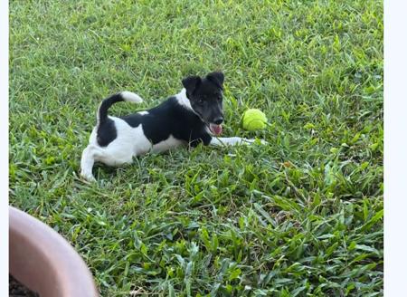 Fox Terrier (Smooth) for sale by TAMARD