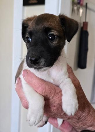 Fox Terrier (Smooth) for sale by TAMARD