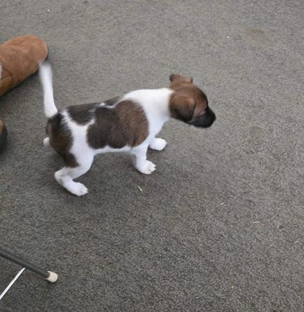 Fox Terrier (Smooth) for sale by TAMARD