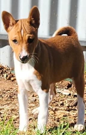 Basenji for sale by TAMARD