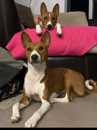 Basenji for sale by TAMARD