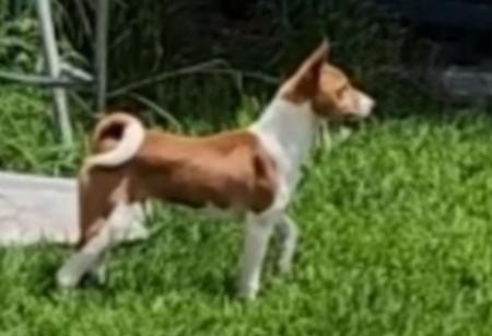 Basenji for sale by TAMARD