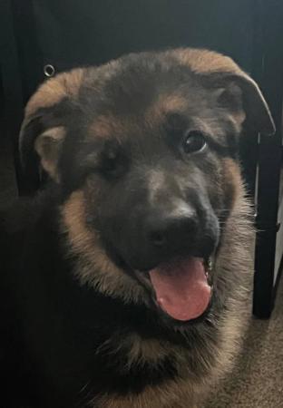 German Shepherd Dog for sale by WOHLSTAND