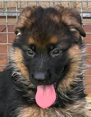 German Shepherd Dog for sale by WOHLSTAND