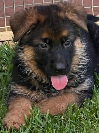German Shepherd Dog for sale by WOHLSTAND