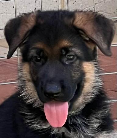 German Shepherd Dog for sale by WOHLSTAND