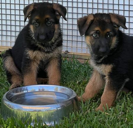German Shepherd Dog for sale by WOHLSTAND