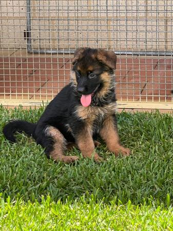 German Shepherd Dog for sale by WOHLSTAND