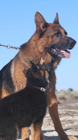 German Shepherd Dog for sale by OVINA