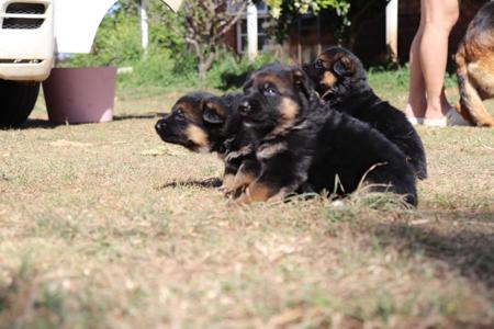 German Shepherd Dog for sale by OVINA