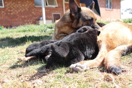 German Shepherd Dog for sale by OVINA