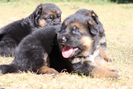 German Shepherd Dog for sale by OVINA