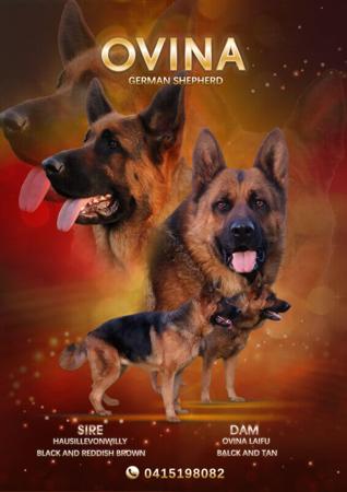 German Shepherd Dog for sale by OVINA