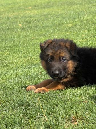 German Shepherd Dog puppy for sale by OVINA