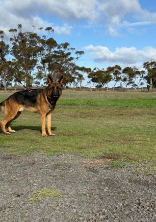 German Shepherd Dog puppy for sale by OVINA