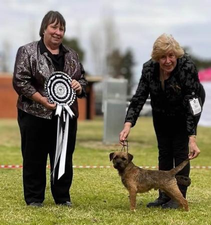 Border Terrier for sale by LEANR