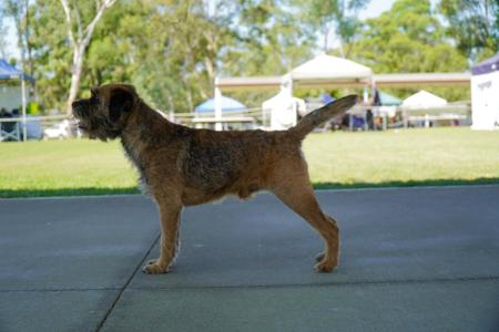 Border Terrier for sale by LEANR