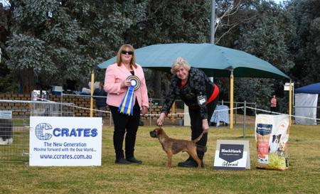 Border Terrier for sale by LEANR