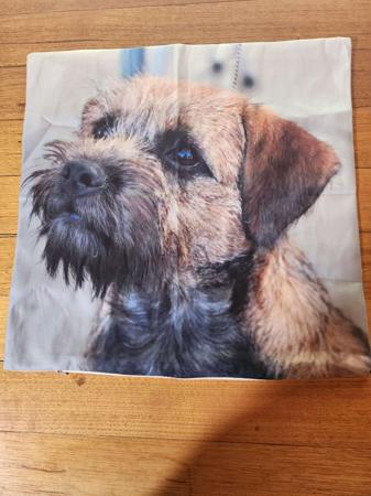 Border Terrier for sale by LEANR