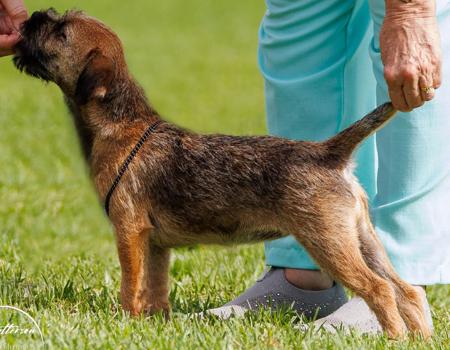 Border Terrier for sale by LEANR