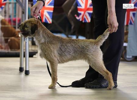 Border Terrier for sale by LEANR