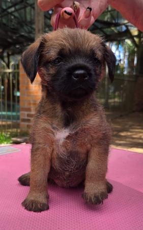 Border Terrier puppy for sale by LEANR