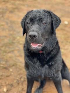 Labrador Retriever for sale by MARLINLABS