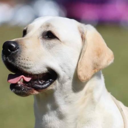 Labrador Retriever for sale by MARLINLABS