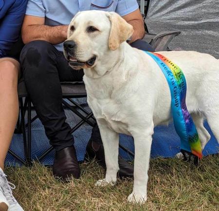 Labrador Retriever for sale by MARLINLABS