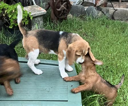 Beagle puppy for sale by CLIFTOP