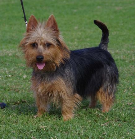 Australian Terrier puppy for sale by CLIFTOP