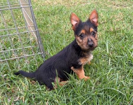 Australian Terrier puppy for sale by CLIFTOP