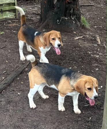 Beagle puppy for sale by CLIFTOP