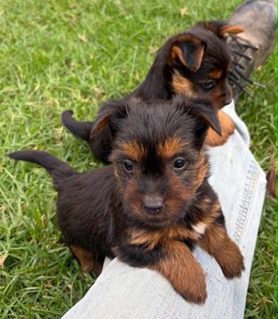 Australian Terrier puppy for sale by CLIFTOP