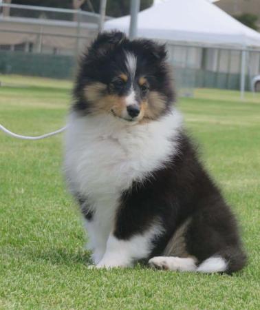 Shetland Sheepdog for sale by HARRADEI