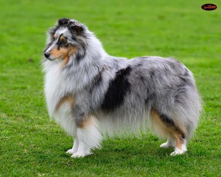Shetland Sheepdog for sale by HARRADEI