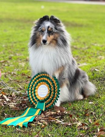 Shetland Sheepdog for sale by HARRADEI