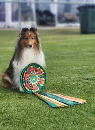 Shetland Sheepdog for sale by HARRADEI