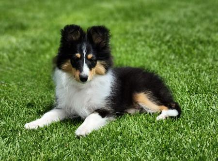 Shetland Sheepdog for sale by HARRADEI