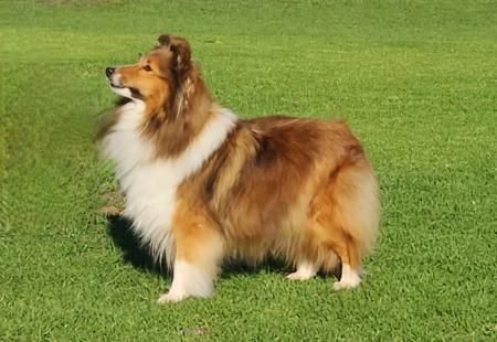 Shetland Sheepdog for sale by HARRADEI