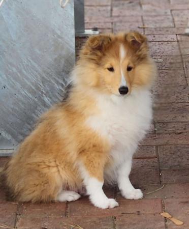 Shetland Sheepdog for sale by HARRADEI