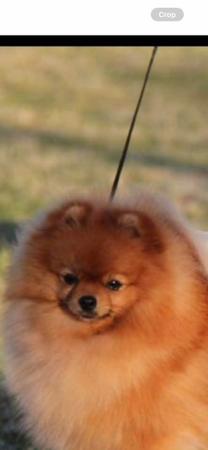 Pomeranian for sale by POMIAROSE