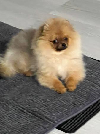 Pomeranian for sale by POMIAROSE