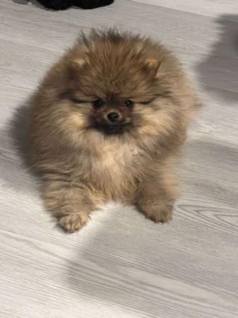 Pomeranian for sale by POMIAROSE