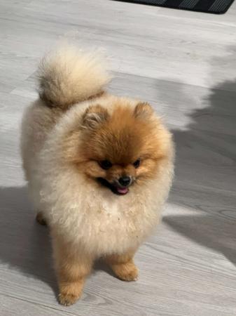Pomeranian for sale by POMIAROSE