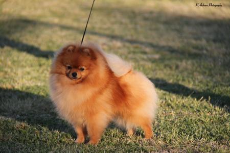Pomeranian for sale by POMIAROSE