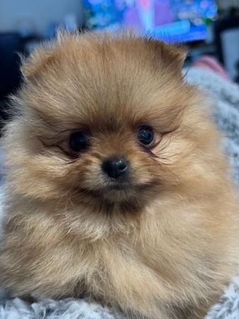Pomeranian puppy for sale by POMIAROSE
