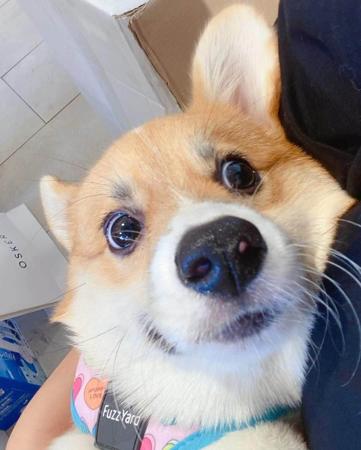 Welsh Corgi (Pembroke) for sale by INMORA