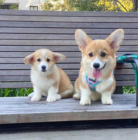Welsh Corgi (Pembroke) for sale by INMORA